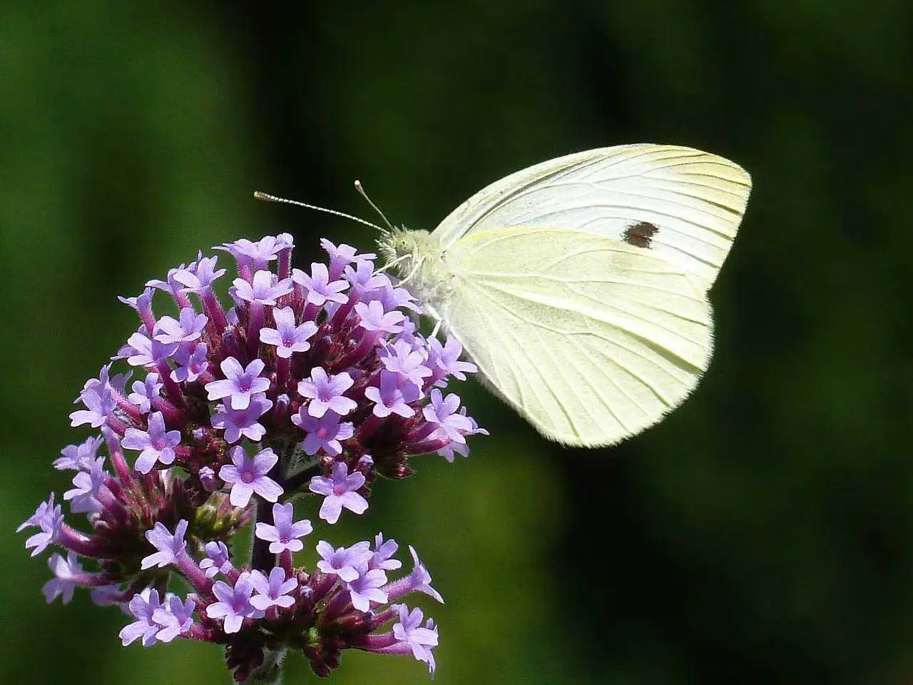 Attenzione a queste piante ornamentali: possono attirare insetti pericolosi nel tuo giardino Attenzione a queste piante ornamentali: possono attirare insetti pericolosi nel tuo giardino