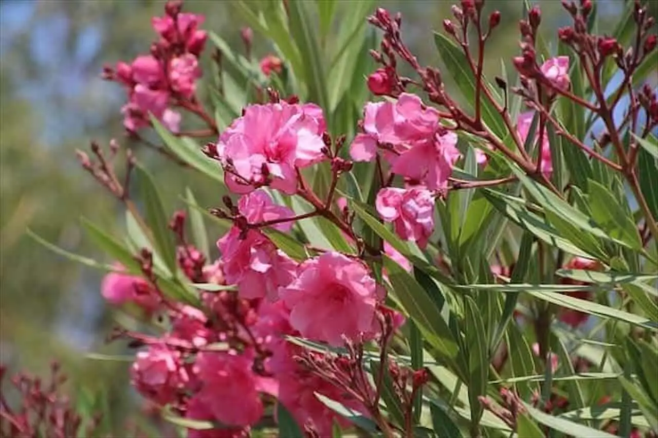 Attenzione a queste piante ornamentali: possono attirare insetti pericolosi nel tuo giardino Attenzione a queste piante ornamentali: possono attirare insetti pericolosi nel tuo giardino