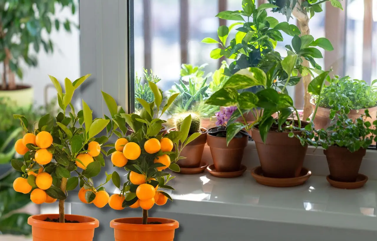 Sai quali frutti aumentano il rischio di punture di zanzara in terrazzo? Scopri subito quali evitare Sai quali frutti aumentano il rischio di punture di zanzara in terrazzo? Scopri subito quali evitare