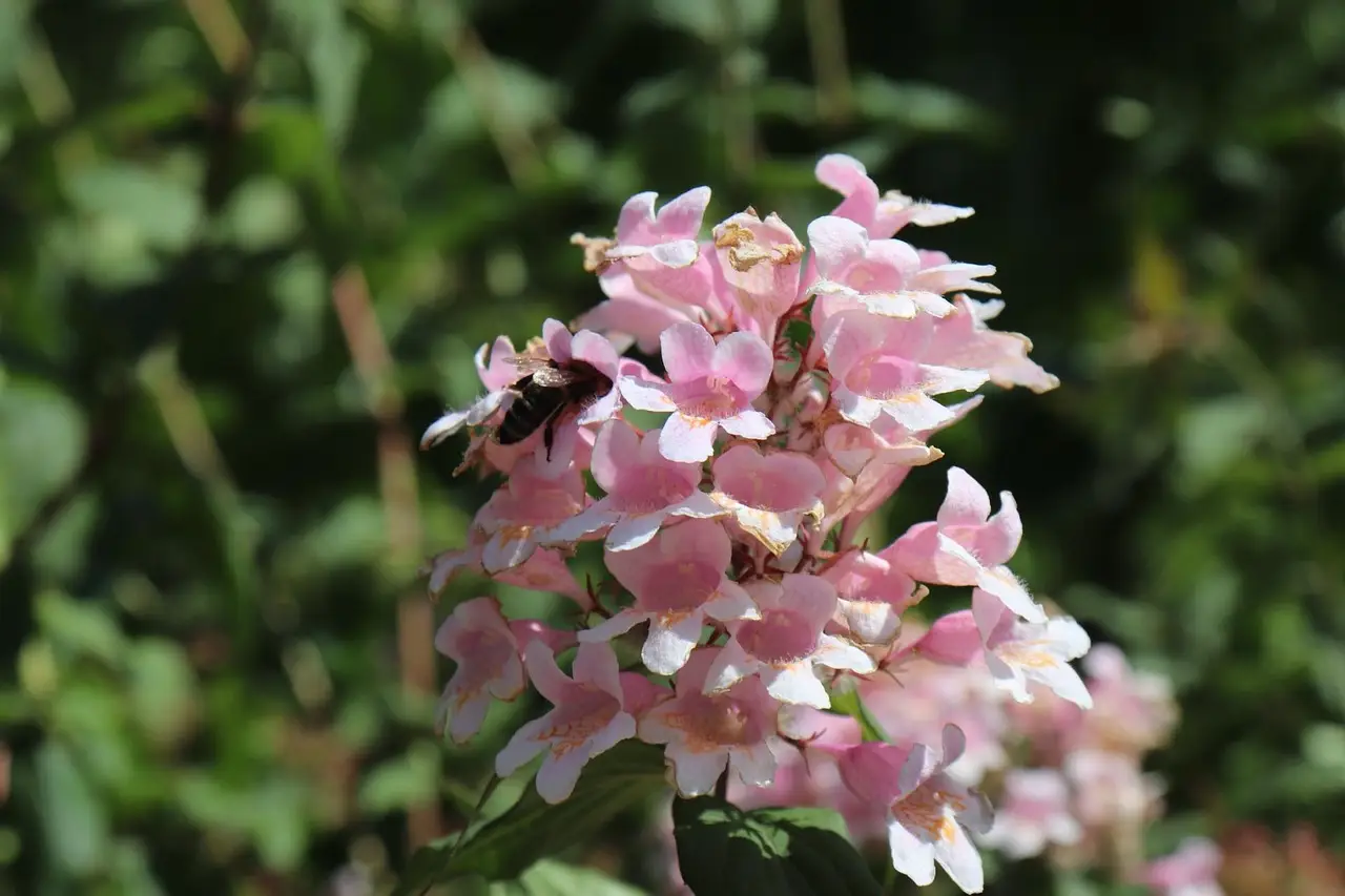 Vuoi evitare visite indesiderate in giardino? Ecco i fiori che respingono i serpenti Vuoi evitare visite indesiderate in giardino? Ecco i fiori che respingono i serpenti
