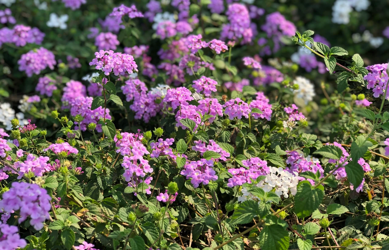 Vuoi evitare visite indesiderate in giardino? Ecco i fiori che respingono i serpenti Vuoi evitare visite indesiderate in giardino? Ecco i fiori che respingono i serpenti
